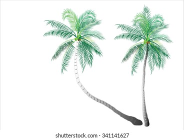Coconut tree isolated for object or background,vector illustration
