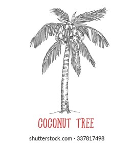 coconut tree, tree isolated on a white background