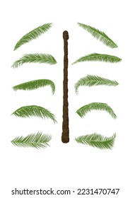 coconut tree with leaf isolated white background vector illustration