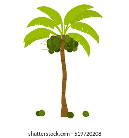 Coconut tree. Palm with bunch of coconut fruit. Isolated. White background.