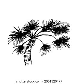 coconut tree  palm sketch vector illustration hand drawn