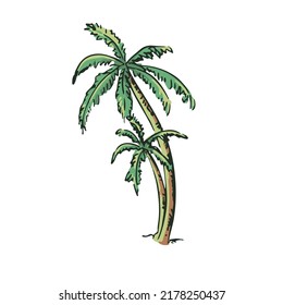 Coconut tree pattern Hand-painted coconut tree design