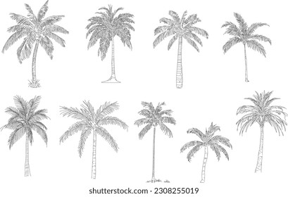 Coconut tree, plam plant. Minimal style cad tree line drawing, Side view, set of graphics trees elements outline symbol for architecture and landscape design. Vector illustration in stroke. Tropical