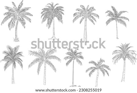 Coconut tree, plam plant. Minimal style cad tree line drawing, Side view, set of graphics trees elements outline symbol for architecture and landscape design. Vector illustration in stroke. Tropical