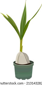Árbol de coco de la semilla, ilustración, vector sobre un fondo blanco.