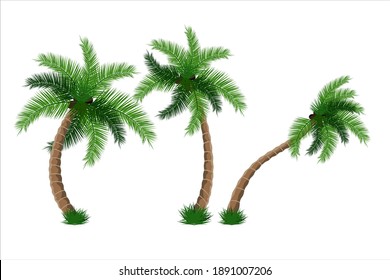 Coconut Tree Set Vector Illustration