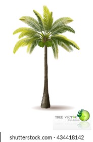 coconut tree with shadow isolated on white.