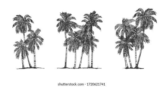 Coconut Tree Side view, set of graphics elements , Sketch tree Drawing shapes isolated on white background