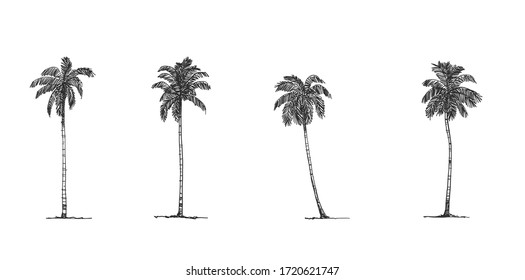 Coconut Tree Side view, set of graphics elements , Sketch tree Drawing shapes isolated on white background