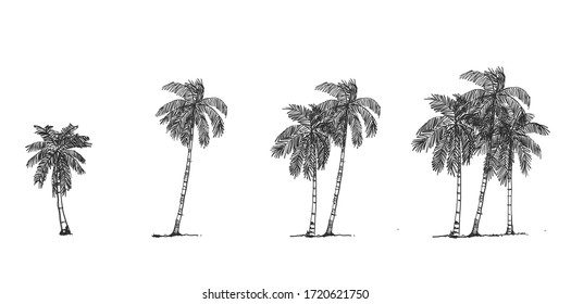 Coconut Tree Side view, set of graphics elements , Sketch tree Drawing shapes isolated on white background