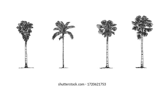 Coconut Tree Side view, set of graphics elements , Sketch tree Drawing shapes isolated on white background