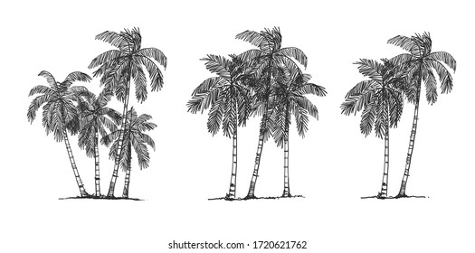 Coconut Tree Side view, set of graphics elements , Sketch tree Drawing shapes isolated on white background