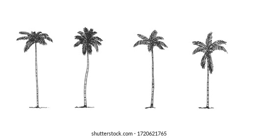 Coconut Tree Side View, Set Of Graphics Elements , Sketch Tree Drawing Shapes Isolated On White Background