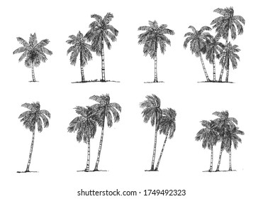 Coconut Tree Side view, set of graphics elements , Sketch tree Drawing shapes isolated on white background