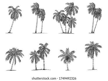 Coconut Tree Side view, set of graphics elements , Sketch tree Drawing shapes isolated on white background