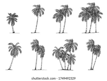 Coconut Tree Side view, set of graphics elements , Sketch tree Drawing shapes isolated on white background
