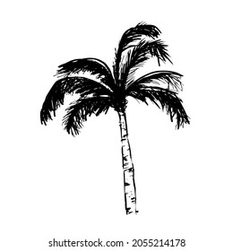 ilustración vectorial del árbol de coco