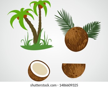 Coconut tree, coconut and coconut slice. Vector illustration