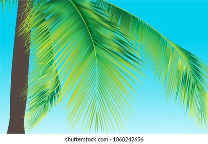 Coconut tree in summer Bright sky background,Vector coconut