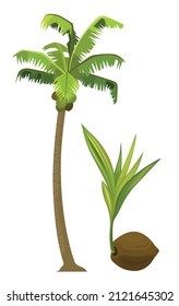 Ilustración de un vector de frutas tropicales de árbol de coco