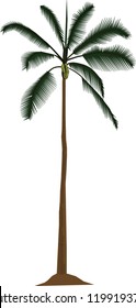 coconut tree vecktor illustration