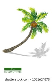 Coconut tree vector