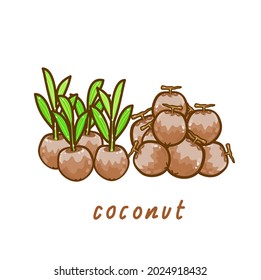 Coconut and coconut tree vector.