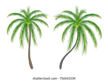 coconut tree vector design