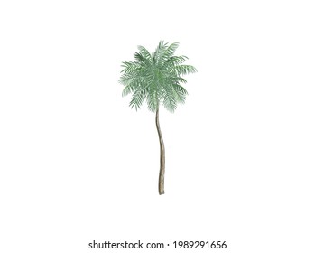 coconut tree vector image, natural palm tree