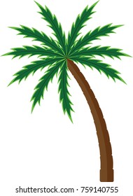 coconut tree without coconut