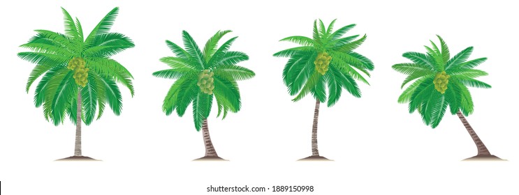 Coconut trees with shadow isolated on white. Vector illustration