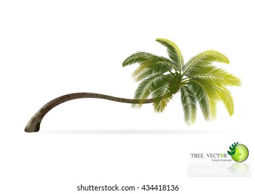 coconut trees with shadow isolated on white. 