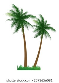 Coconut Trees Vector, Coconut Leaves, Young Coconut Trees Illustration Design