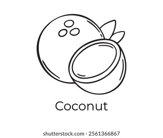 coconut tropical doodle hand drawn icon. Outline drawing organic natural cosmetic coconut ingredient line clipart symbol . Vector illustration