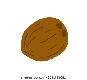 Coconut tropical exotic fruit. Vector hand-drawn illustration, isolated on white background.