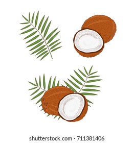 Coconut. Tropical Fruit. Sketch .Set