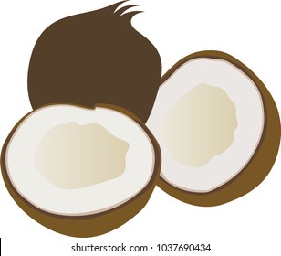 Coconut tropical fruit vector clipart
