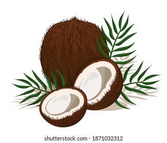 Coconut tropical fruit vector design, whole fruit and half