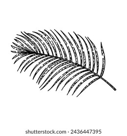 hoja tropical de coco dibujado a mano. hojas vector, planta palma, silueta flor tropical hoja tropical vector sketch. aislado ilustración negra