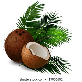 Coconut tropical nut fruit 