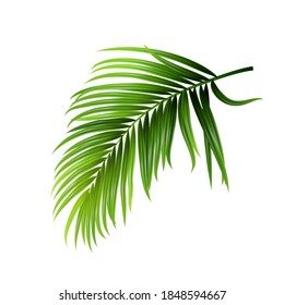 Vector de rama de hojas verdes tropicales de coco. Estén de vegetación botánica del cocotero de la selva selvática. Naturaleza Floral Planta Foliage Frond Plantilla Realista 3d Ilustración