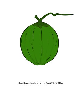 coconut vector