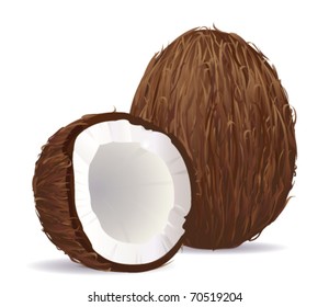 Coconut. Vector.