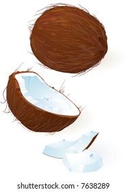 Coconut. Vector.