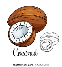 Icono de dibujo del vector de coco. Frutos tropicales dibujados a mano en estilo retro, ilustración para el diseño de productos publicitarios tienda o mercado.