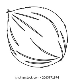Coconut vector icon.Outline vector icon isolated on white background coconut.