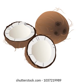 coconut vector illustration