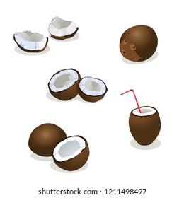 Coconut vector illustration