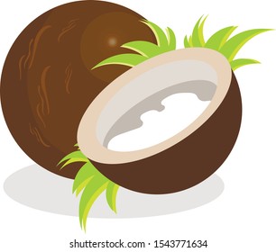 Coconut. Vector illustration. Bright, fresh fruit.