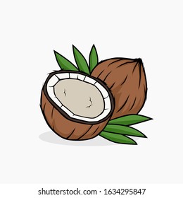 Coconut vector illustration isolated for all purpose
